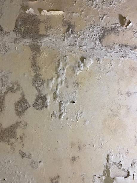 Best Crawl Space Mold Remediation in Wayzata, MN