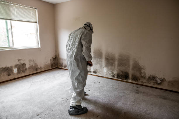Best Commercial Mold Remediation in Wayzata, MN